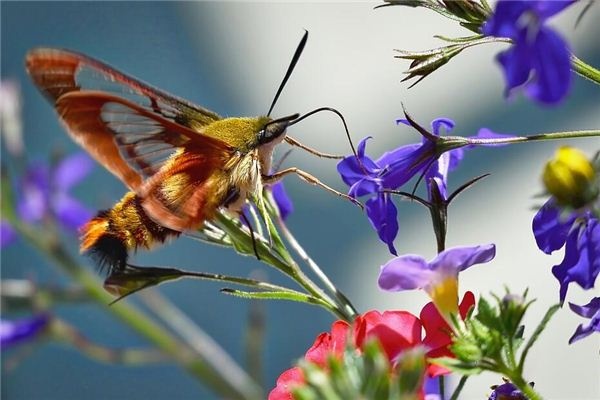 Dreaming of flying moths and silkworms Dreaming of flying moths and silkworms