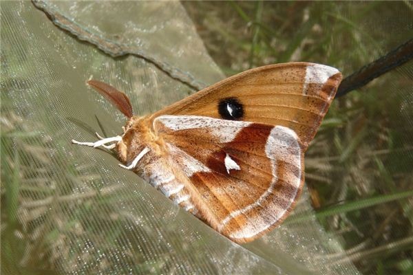 What does it mean to dream of silkworms? What does it mean to dream of silkworms?