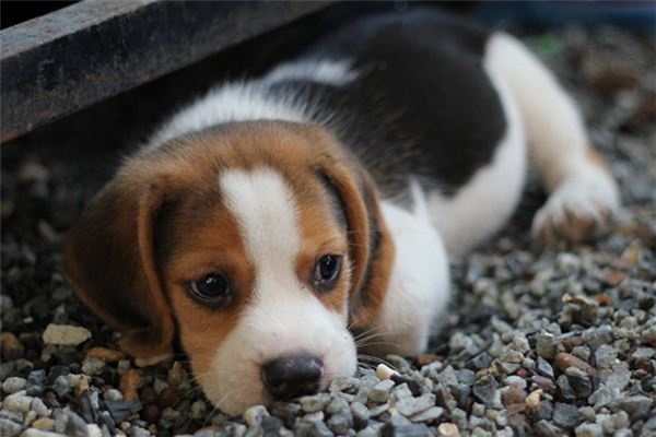 What does it mean to dream of a dead dog? What does it mean to dream of a dead dog?