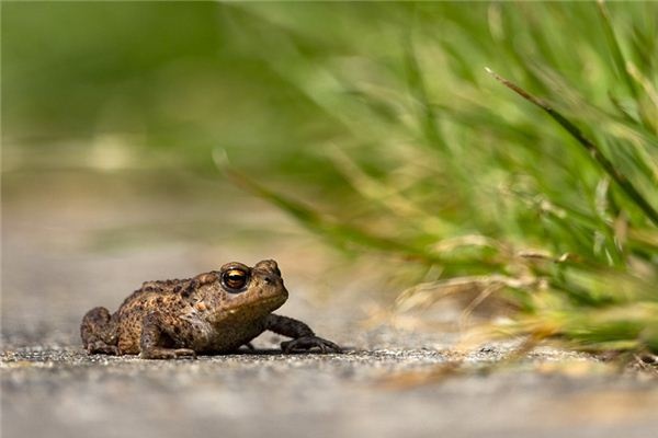 What does it mean to dream of a toad?