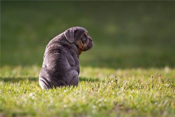What does it mean to dream of a greyhound? What does it mean to dream of a greyhound?
