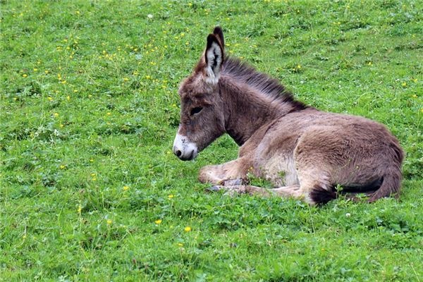 What does it mean to dream of donkeys and mules? What does it mean to dream of donkeys and mules?