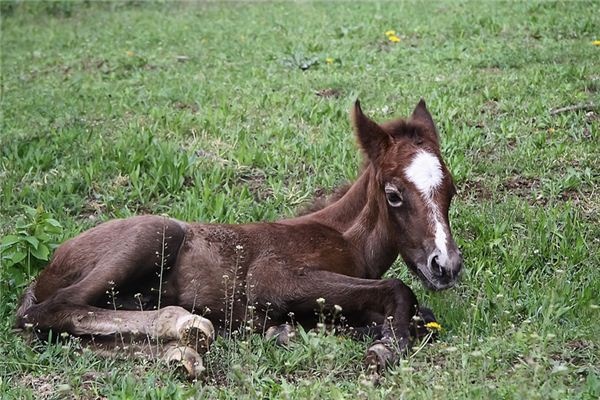 What does it mean to dream of a foal? What does it mean to dream of a foal?