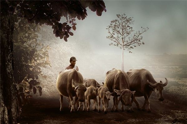 What does it mean to dream of a yellow cow eating grass? What does it mean to dream of a yellow cow eating grass?