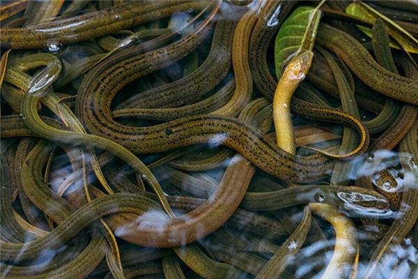 What does it mean to dream of eels? What does it mean to dream of eels?