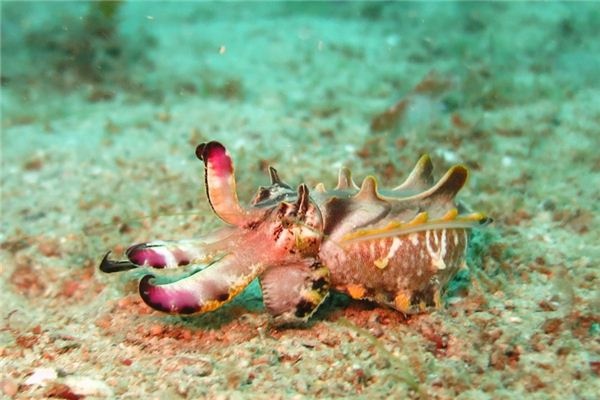 What does it mean to dream of squid? What does it mean to dream of squid?