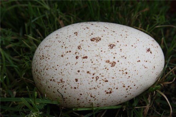 What does it mean to dream of goose eggs? What does it mean to dream of goose eggs?
