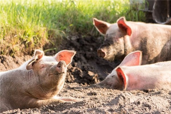 What does it mean to dream of a boar? What does it mean to dream of a boar?