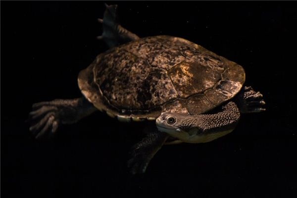 What does it mean to dream of turtles and snakes? What does it mean to dream of turtles and snakes?