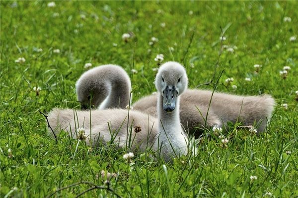 What does it mean to dream of livestock? What does it mean to dream of livestock?
