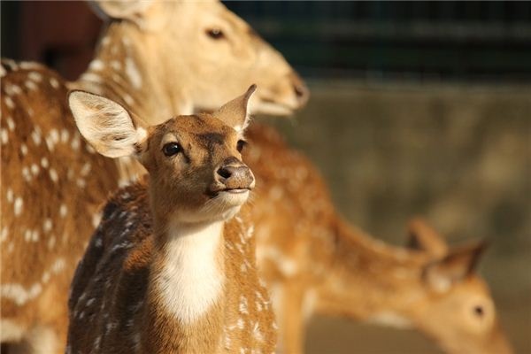 I dreamed of feeding a fawn.