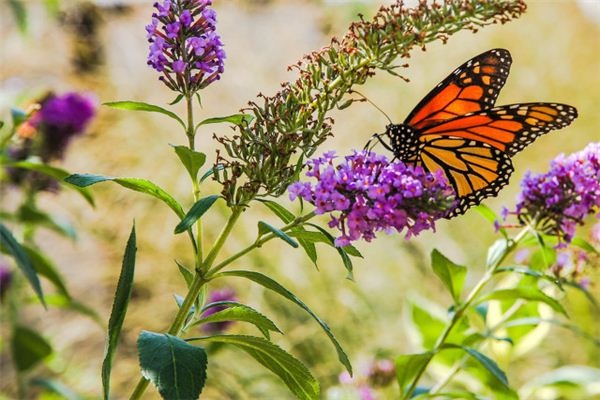I dreamed of butterflies fluttering among the flowers.