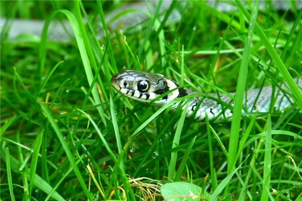 What does it mean to dream of small snakes? What does it mean to dream of small snakes?