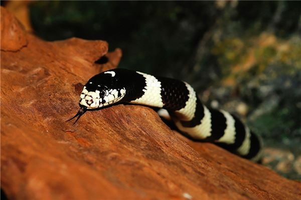 I dreamt of many snakes blocking my way.