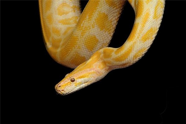 What does it mean to dream of a golden python? What does it mean to dream of a golden python?