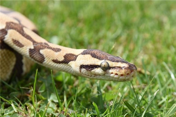 I dreamed that there were many snakes in my house.