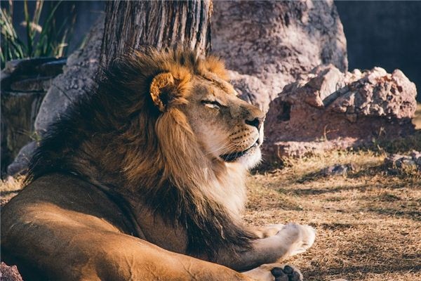 I dreamed that I had been bitten by a lion.