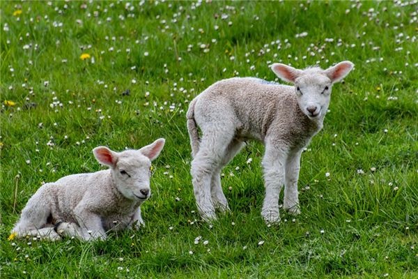 What does it mean to dream of a white sheep? What does it mean to dream of a white sheep?