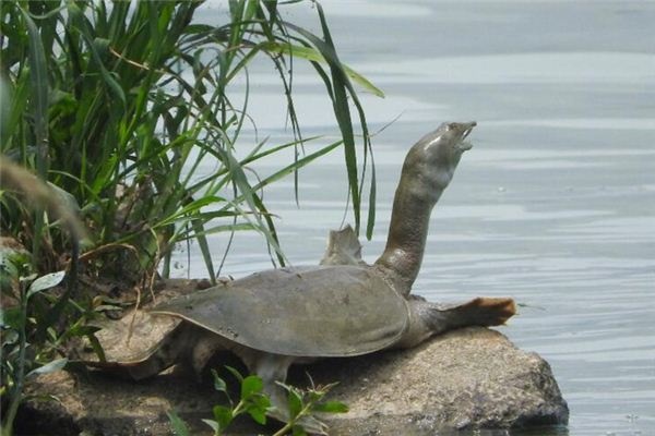 I dreamed of turtles I dreamed of turtles
