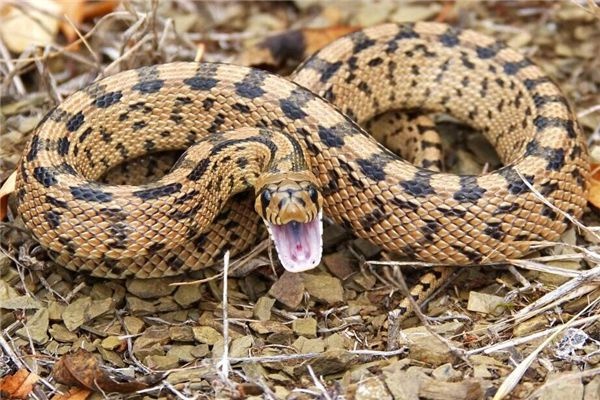 I dreamed that there was a snake crawling in my house.