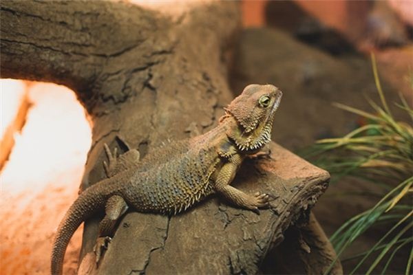 What does it mean to dream of reptiles?