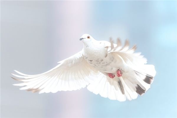 What does it mean to dream of catching pigeons? What does it mean to dream of catching pigeons?