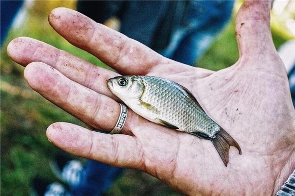 Dreaming of catching crucian carp