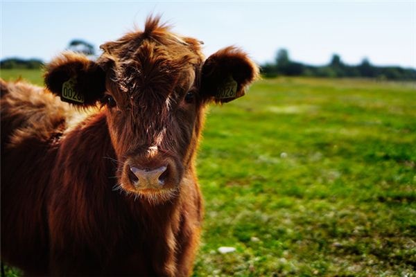 What does it mean to dream of a talking cow? What does it mean to dream of a talking cow?