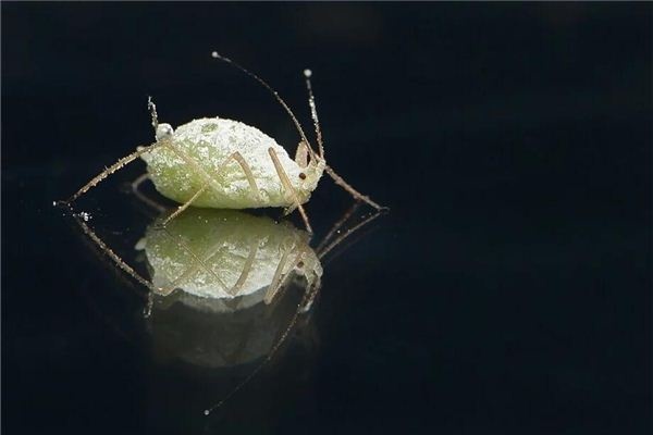 I dreamed that I had lice on my body.