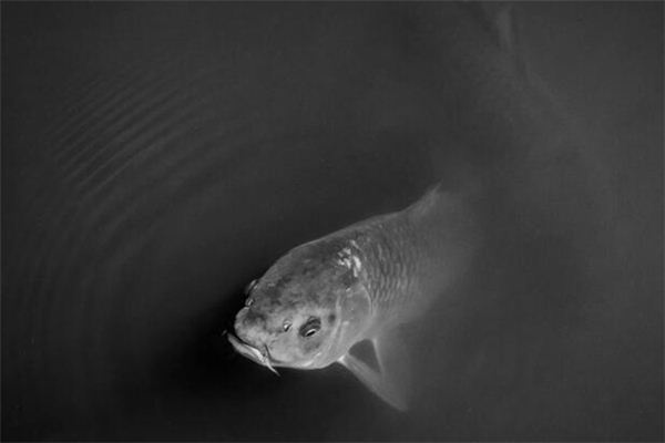 What does it mean to dream of a bluefish? What does it mean to dream of a bluefish?