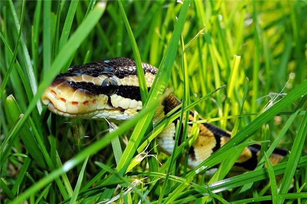 What does it mean to dream of a large black python? What does it mean to dream of a large black python?