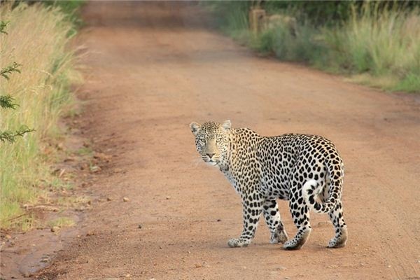 What does it mean to dream of tigers and leopards? What does it mean to dream of tigers and leopards?