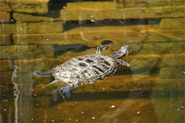 I dreamed of turtles swimming in the water.