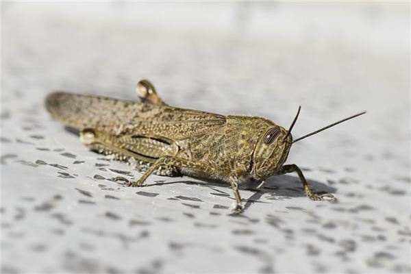 What does it mean to dream of grasshoppers? What does it mean to dream of grasshoppers?