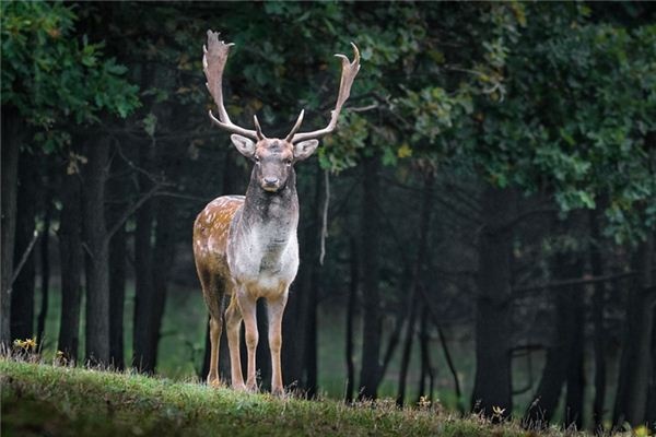 What does it mean to dream of a male deer? What does it mean to dream of a male deer?
