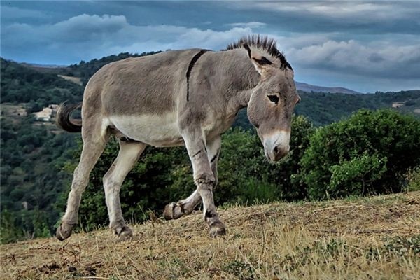 What does it mean to dream of a donkey braying? What does it mean to dream of a donkey braying?