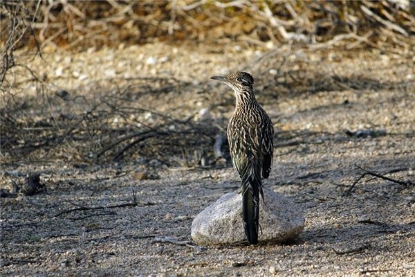 What does it mean to dream of a cuckoo? What does it mean to dream of a cuckoo?