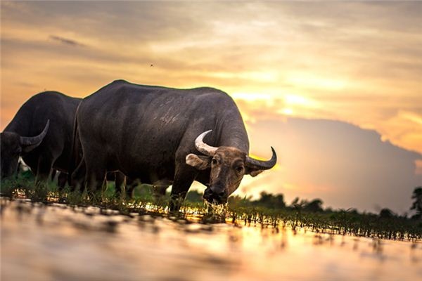 What does it mean to dream of a water buffalo?