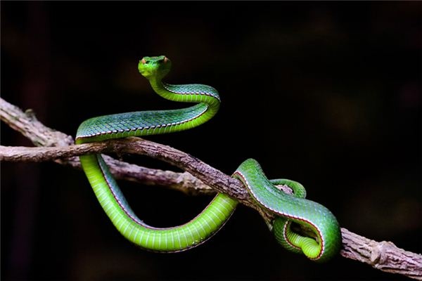 What does it mean to dream of a snake entering the house? What does it mean to dream of a snake entering the house?