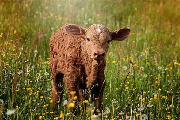 What does it mean to dream of a heifer?