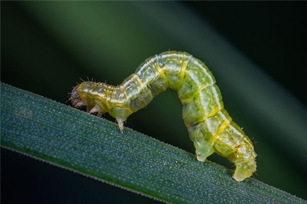 What does it mean to dream of maggots? What does it mean to dream of maggots?