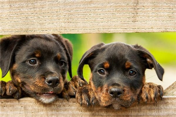 What does it mean to dream of many dogs? What does it mean to dream of many dogs?