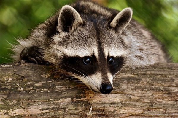 What does it mean to dream of a raccoon? What does it mean to dream of a raccoon?