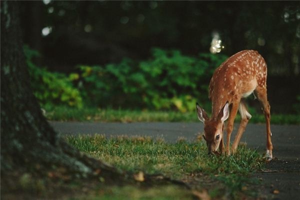 What does it mean to dream of a deer entering your home? What does it mean to dream of a deer entering your home?