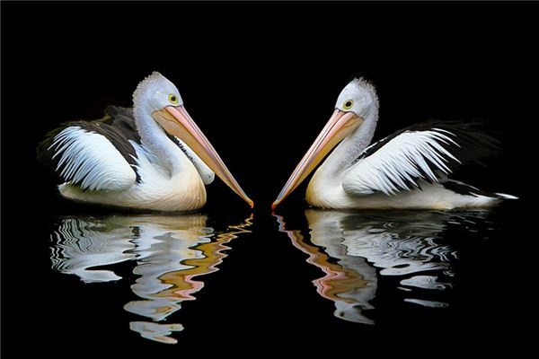 What does it mean to dream of a pelican? What does it mean to dream of a pelican?
