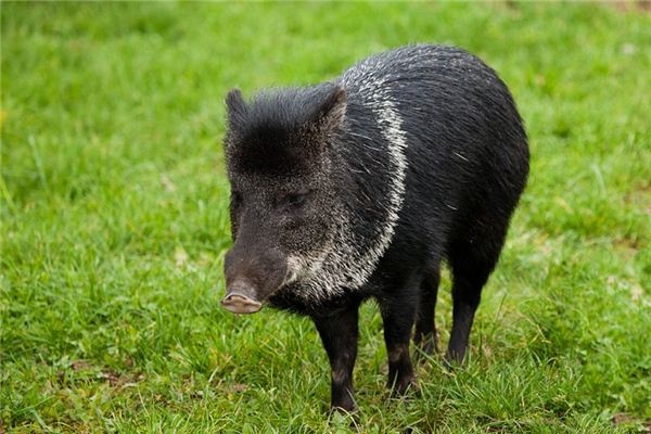 What does it mean to dream of a wild boar? What does it mean to dream of a wild boar?