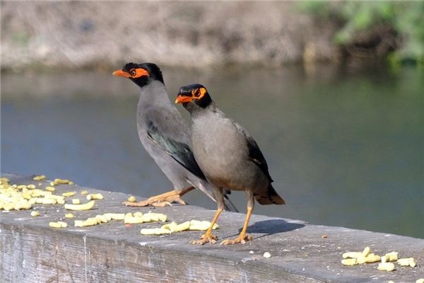 What does it mean to dream of a myna bird? What does it mean to dream of a myna bird?