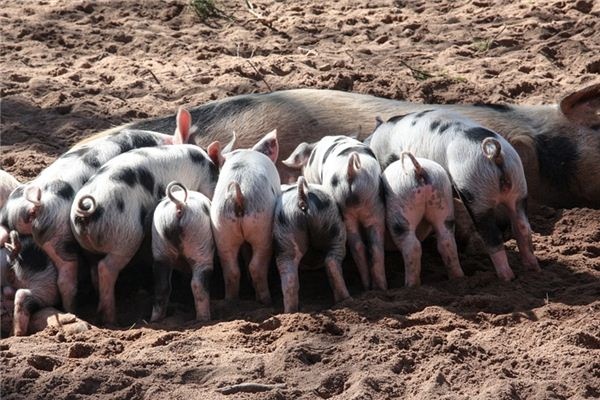 What does it mean to dream of a pig's tail? What does it mean to dream of a pig's tail?
