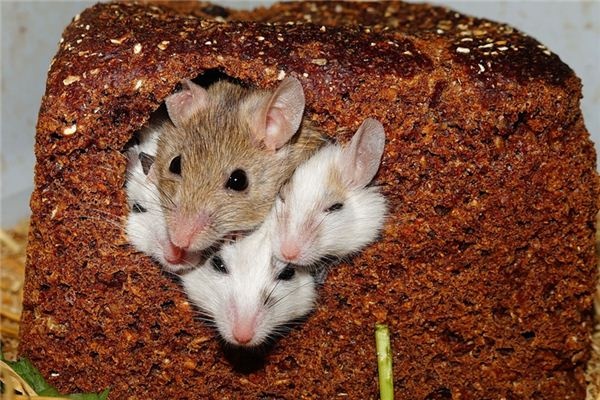 What does it mean to dream of rats? What does it mean to dream of rats?