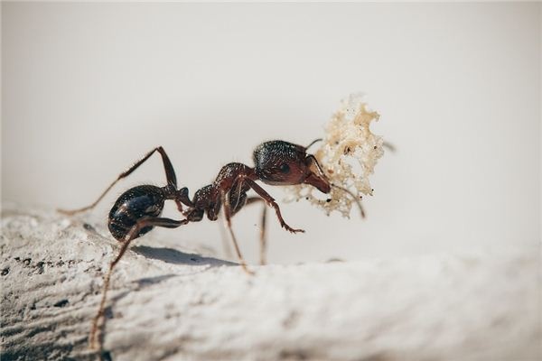 Dreaming of ants carrying things in their mouths